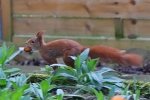 Eichhörnchen klaut Walnuss