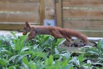 Eichhörnchen klaut Walnuss