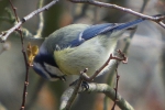 Blaumeise