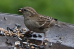 Spatz