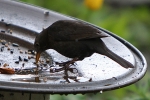 Amsel