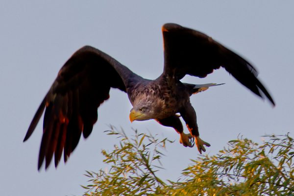 Seeadler