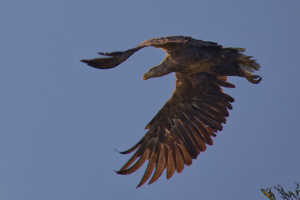 Seeadler