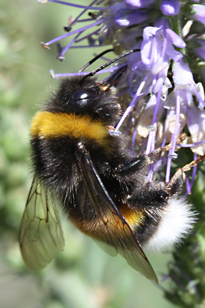Hummel Hummel