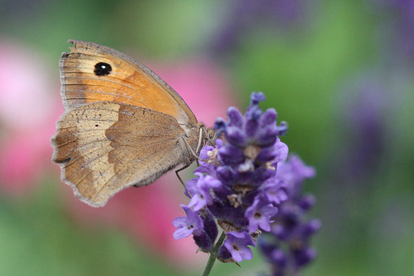 Schmetterling Schmetterling