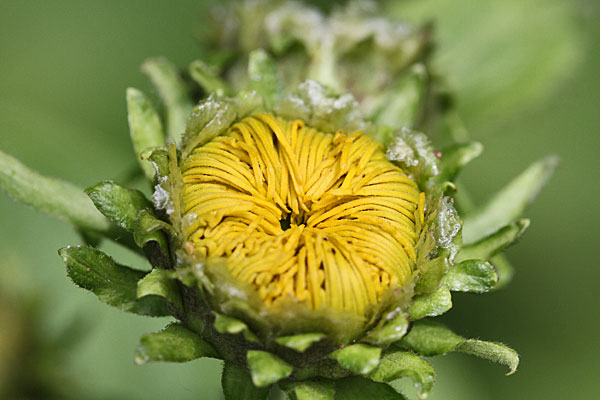 Blumen im Garten Blumen im Garten