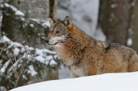 Nationalpark Bayerischer Wald - Wolf
