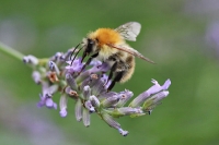Bienen und Hummeln
