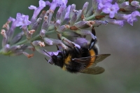 Bienen und Hummeln