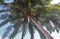 Palme auf Samoa