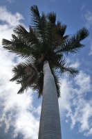 Palme auf Maui