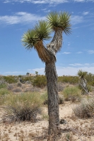 Josua Tree Park - Yucca Palme