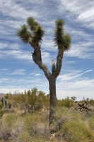Josua Tree Park - Yucca Palme