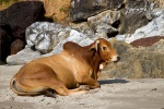 Kuh in Goa - Indien
