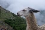 Lama in Machu Picchu