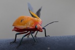 Käfer in Airlie Beach