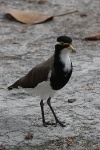 Vogel auf Rottnest Island