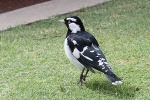 Vogel in Perth
