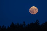 Naturpark Südheide - der Mond geht auf