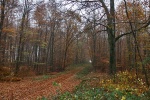 Wald in Schaumburg