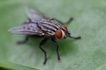 Insekten auf Palawan