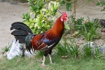 Hühner auf Palawan