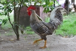 Hühner auf Palawan