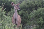 Addo Elephant Park - Kudu