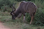 Addo Elephant Park - Antilope
