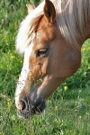 Pferd in Schaumburg